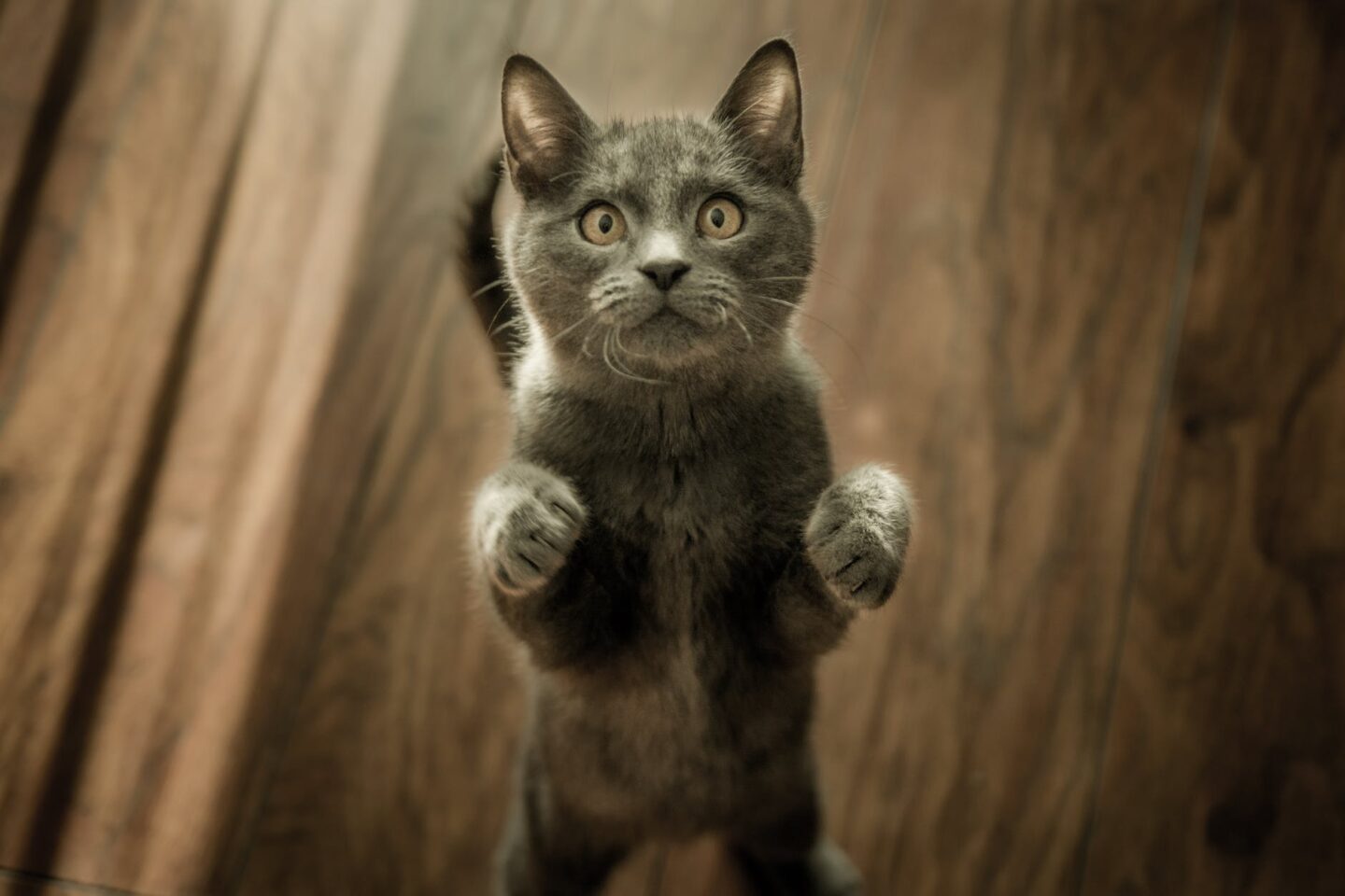 cute gray kitten standing on a wooden flooring