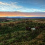 five sheeps on pasture during golden hour